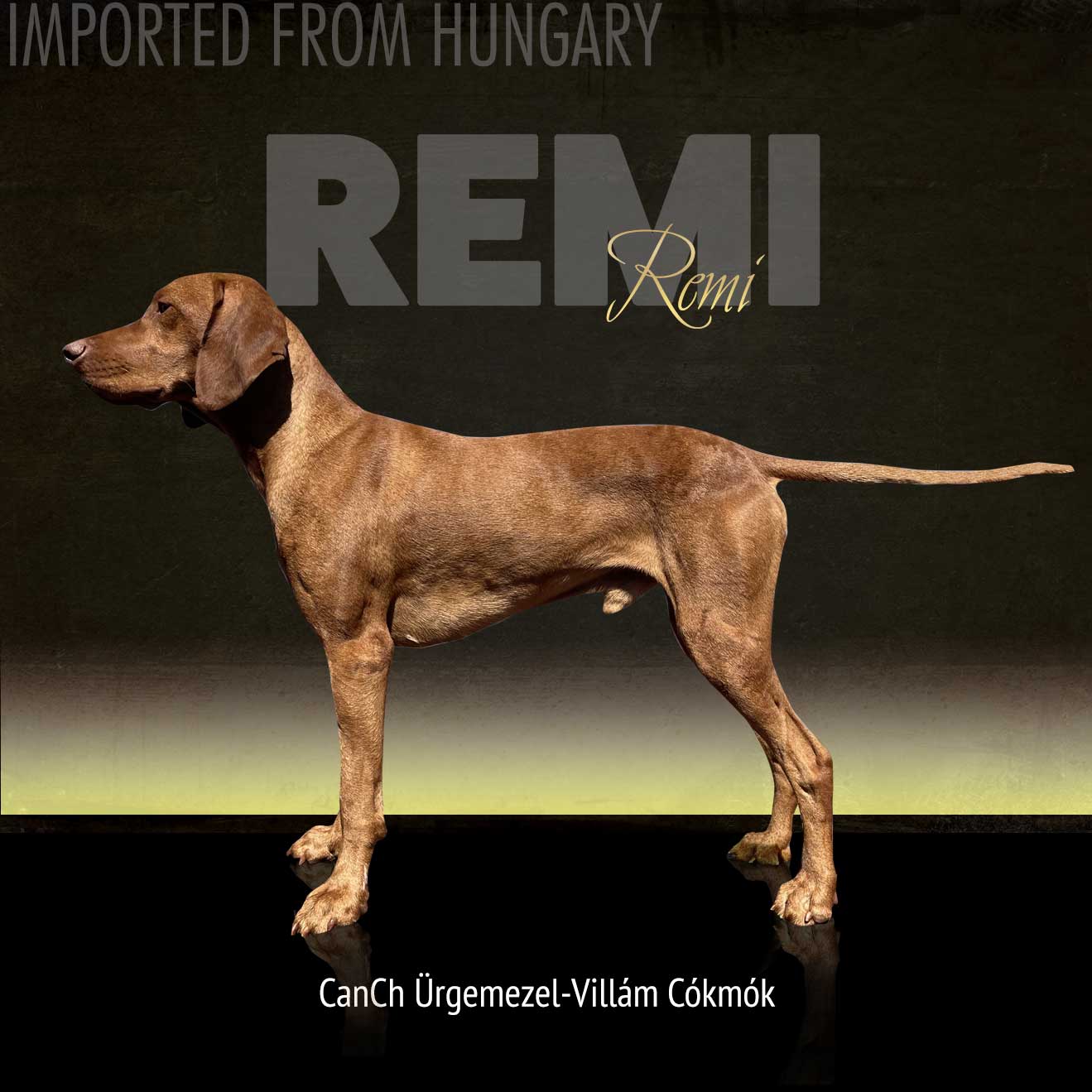 Ürgemezei-Villám Cókmók, Vizsla Stud dog